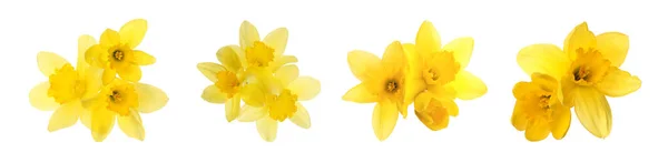 Conjunto Com Belos Narcisos Amarelos Sobre Fundo Branco Design Banner — Fotografia de Stock