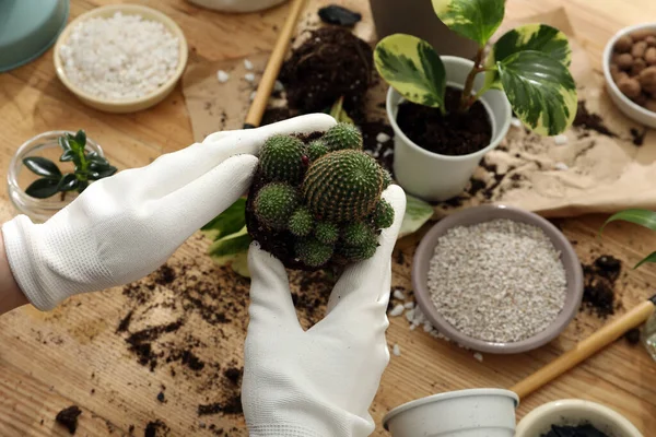 Femme Transplantant Des Plantes Intérieur Table Bois Gros Plan — Photo