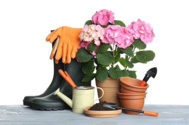 Beautiful potted plant and gardening equipment on grey wooden table against white background clipart