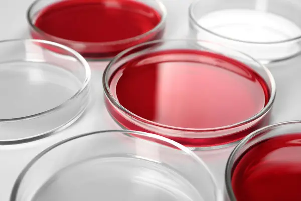 Beyaz Arka Planda Boş Olanlara Yakın Kırmızı Sıvılı Petri Kapları — Stok fotoğraf
