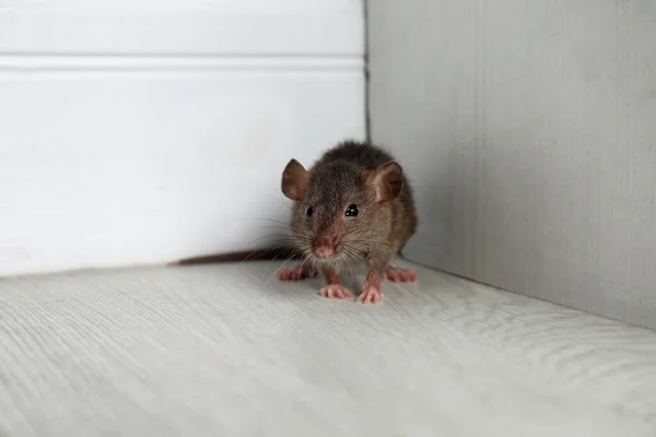 Grå Råtta Nära Trävägg Golvet Kontroll Skadegörare — Stockfoto