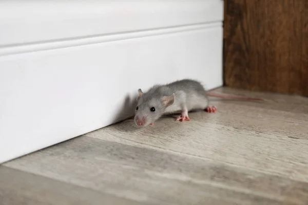 Grey Rat Wooden Wall Floor Pest Control — Stock Photo, Image