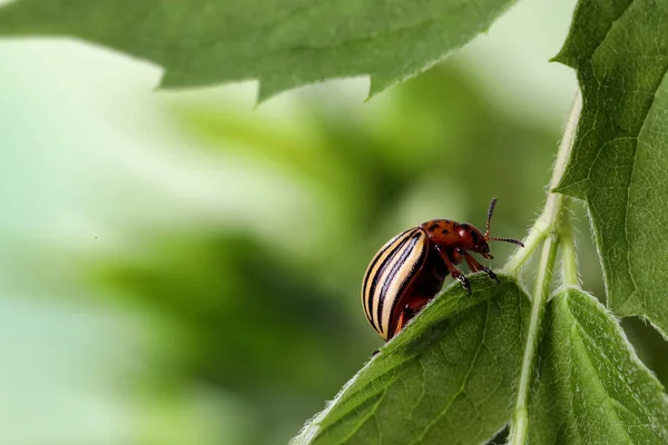 科罗拉多马铃薯甲虫在绿色植物上 背景模糊 案文的篇幅 — 图库照片