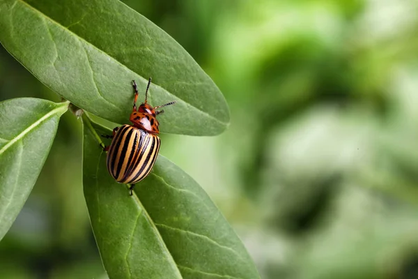 科罗拉多马铃薯甲虫在绿色植物上 背景模糊 案文的篇幅 — 图库照片