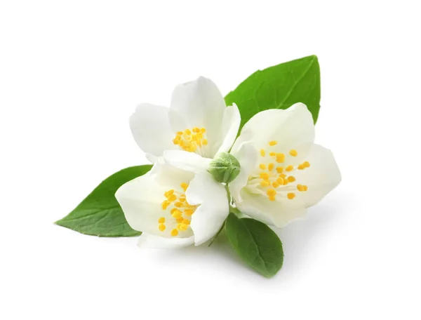 Mooie Bloemen Van Jasmijn Plant Met Bladeren Witte Achtergrond — Stockfoto