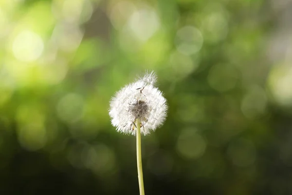 ぼやけた緑の背景に美しいタンポポの花 — ストック写真