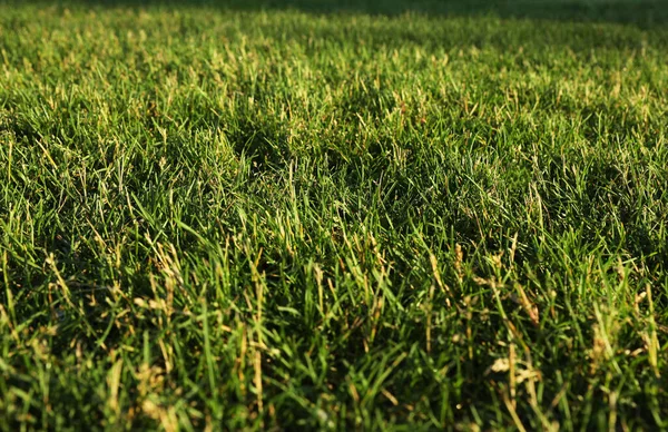 Lush Green Grass Outdoors Sunny Day — Stock Photo, Image