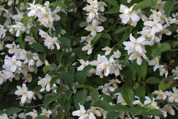 Beau Jasmin Fleuri Arbuste Avec Des Fleurs Blanches Extérieur — Photo