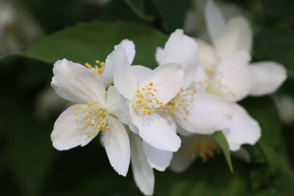 Widok Bliska Piękny Kwitnący Biały Krzew Jaśminu Zewnątrz — Zdjęcie stockowe