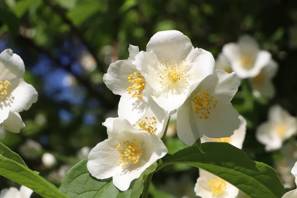 Closeup View Beautiful Blooming White Jasmine Shrub Outdoors — Stock Photo, Image