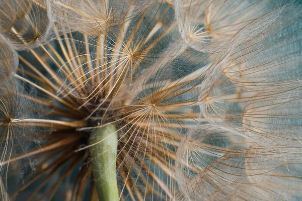 背景として美しいふわふわのタンポポの花 クローズアップ — ストック写真