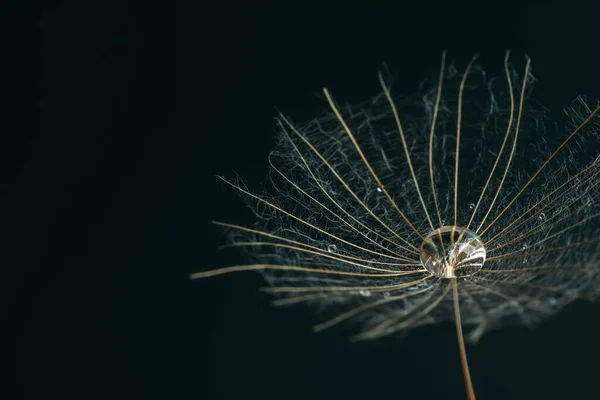 Semilla Flor Diente León Con Gotas Agua Sobre Fondo Negro — Foto de Stock