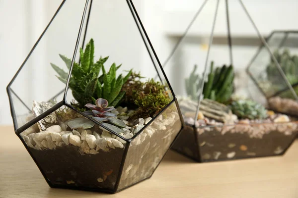 Glasflorarium Vasen Mit Sukkulenten Auf Holztisch Drinnen — Stockfoto