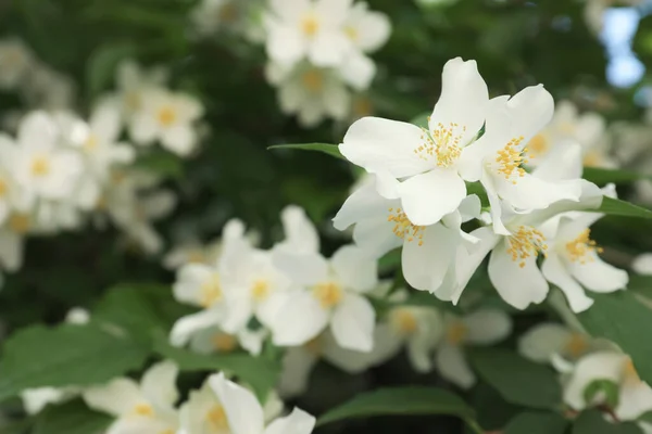 Bel Arbuste Jasmin Blanc Fleuri Extérieur Gros Plan Espace Pour — Photo