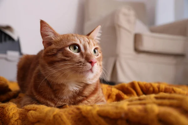 Gato Gengibre Bonito Xadrez Malha Casa — Fotografia de Stock