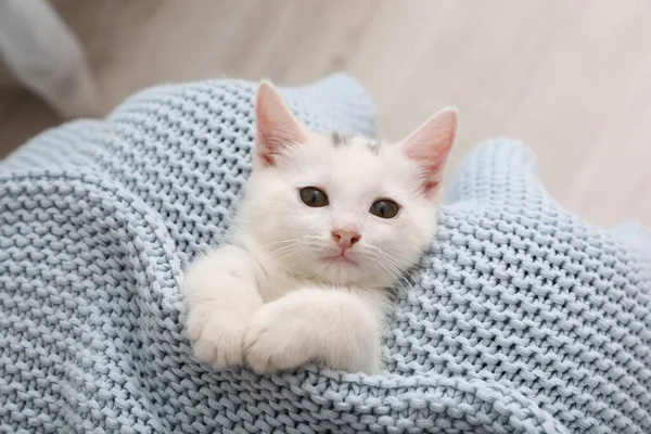 Schattig Wit Kitten Gebreide Plaid Thuis Bovenaanzicht — Stockfoto