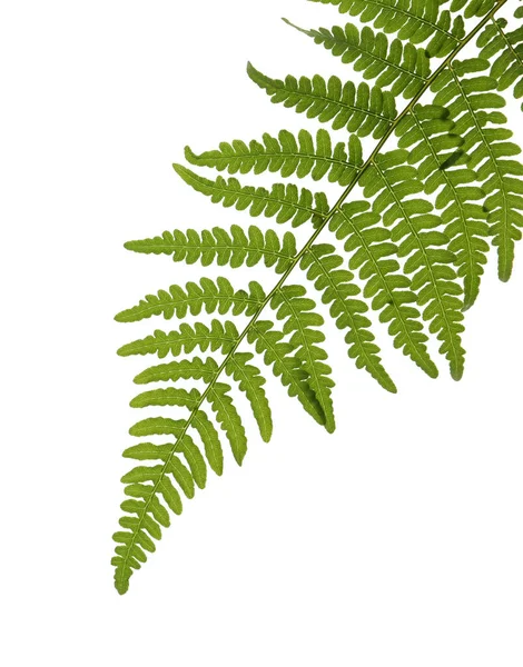 Krásné Tropické Kapradinové Listy Izolované Bílém — Stock fotografie