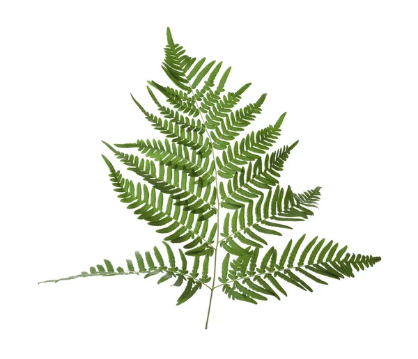 Beautiful Tropical Fern Leaf Isolated White — Stock Photo, Image