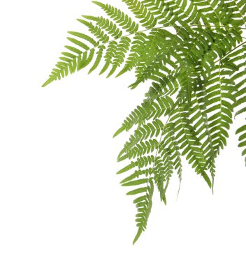 Beyaz arka planda güzel tropik eğreltiotu yaprakları