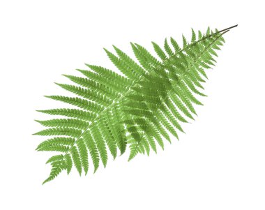 Beyaz arka planda güzel tropik eğreltiotu yaprakları