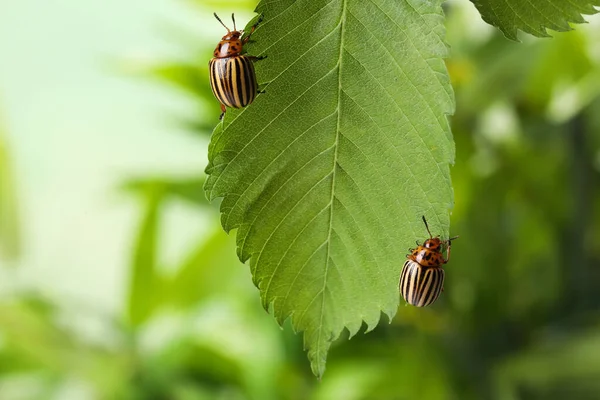 绿叶上的科罗拉多马铃薯甲虫 背景模糊 — 图库照片