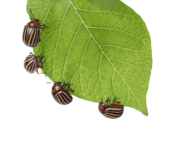 绿叶上的许多有色马铃薯甲虫 背景是白色的 — 图库照片