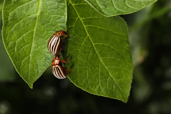 绿色植物上的科罗拉多马铃薯甲虫 背景模糊 — 图库照片