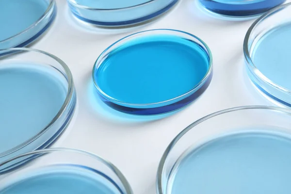 Πολλά Πιάτα Petri Ανοιχτό Μπλε Υγρά Λευκό Φόντο Closeup — Φωτογραφία Αρχείου