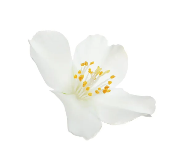 Yasemin Bitkisinin Güzel Çiçeği Beyazda Izole Edilmiş — Stok fotoğraf