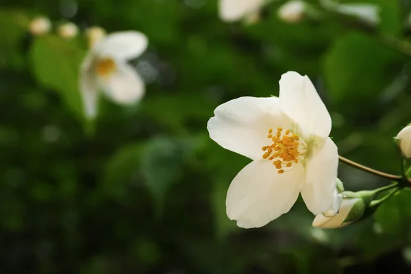 Açık Havada Yasemin Çiçeğinin Yakın Görüntüsü Metin Için Boşluk — Stok fotoğraf
