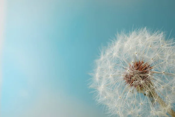 美丽的蒲公英花朵 背景浅蓝色 案文的篇幅 — 图库照片