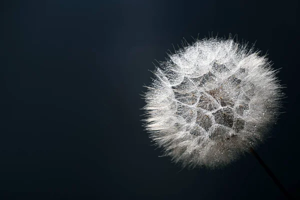 Schöne Flauschige Löwenzahnblume Mit Wassertropfen Auf Grünem Hintergrund Nahaufnahme Raum — Stockfoto