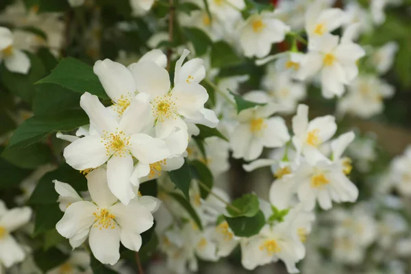 Schöne Blühende Weiße Jasminsträucher Freien Nahaufnahme — Stockfoto