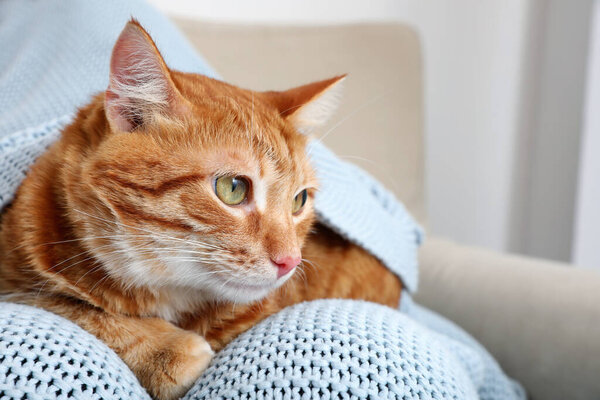 Cute ginger cat on knitted plaid at home