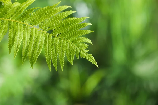 Hermosa Hoja Helecho Tropical Sobre Fondo Borroso Espacio Para Texto —  Fotos de Stock