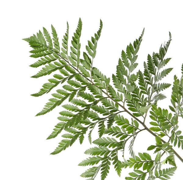 Branch Gyönyörű Trópusi Páfrány Levelek Elszigetelt Fehér — Stock Fotó