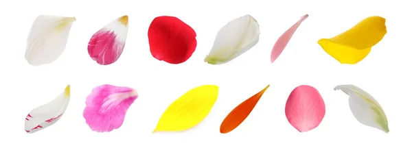 Набір Різними Красивими Пелюстками Квітів Білому Тлі Дизайн Прапора — стокове фото