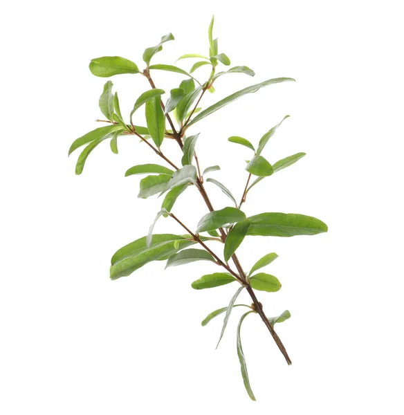 白地に緑色の葉を持つザクロの枝 — ストック写真
