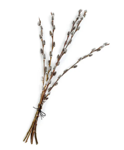 Beautiful Blooming Pussy Willow Branches White Background Top View — Zdjęcie stockowe