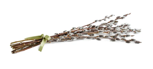 Красива Квітуча Кицька Гілок Верби Білому Тлі — стокове фото