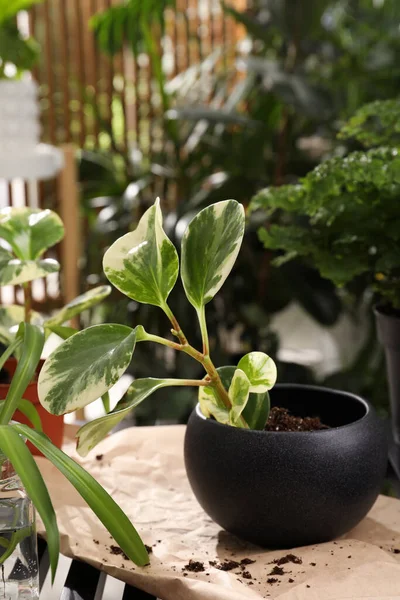 テーブルの上に鍋に緑豊かなエキゾチックな家の植物 — ストック写真