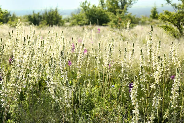 Schöne Blumen Wachsen Sonnigen Tagen Auf Der Wiese — Stockfoto