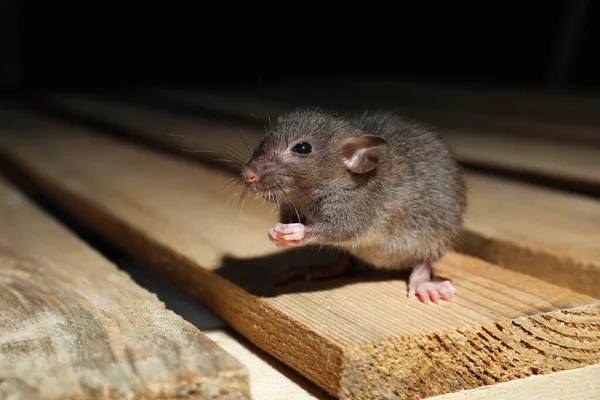 Grey Rat Wooden Planks Pest Control — Stock Photo, Image