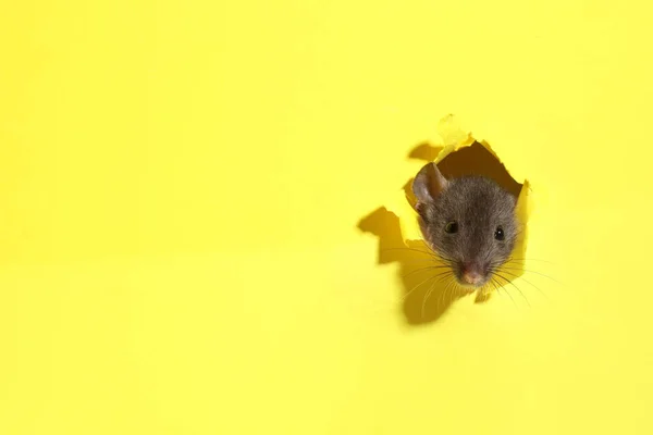 Mignon Rat Regardant Travers Trou Dans Feuille Papier Jaune Espace — Photo