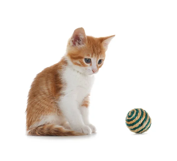 Cute Kotek Piłką Białym Tle Zabawka Dla Zwierząt Domowych — Zdjęcie stockowe