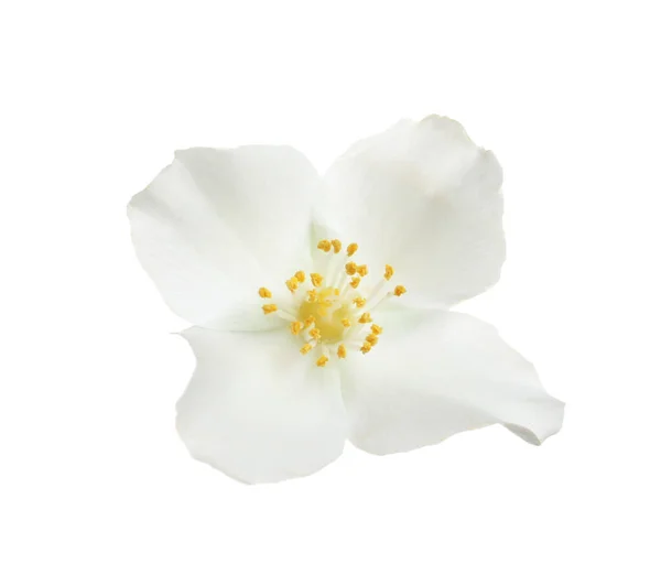 Vacker Blomma Jasmin Växt Isolerad Vit — Stockfoto