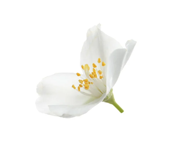 Bela Flor Jasmim Planta Isolada Branco — Fotografia de Stock