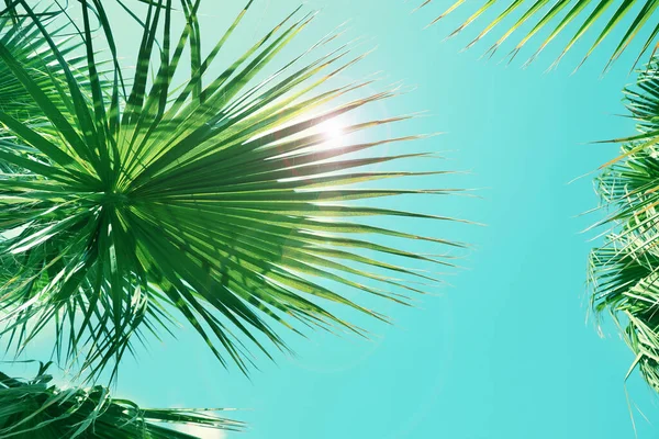 Schöne Aussicht Auf Palmenzweige Sonnigen Sommertagen Stilisierte Farbtonung — Stockfoto