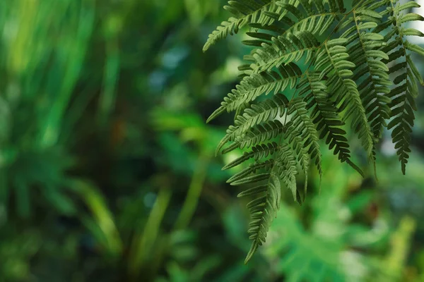 Hermosa Hoja Helecho Tropical Sobre Fondo Borroso Espacio Para Texto — Foto de Stock