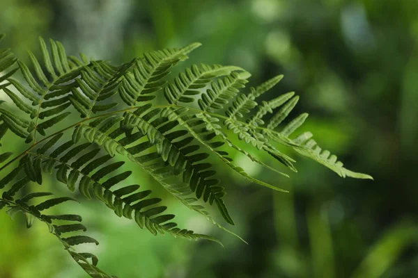 美しい熱帯シダの葉を背景にぼやけて — ストック写真